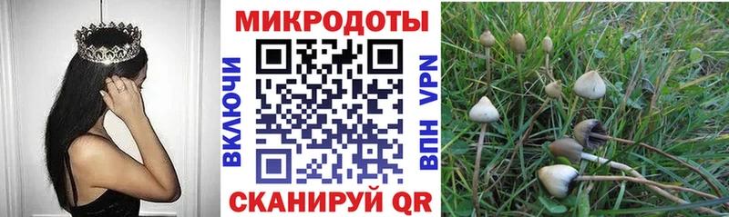 Галлюциногенные грибы Psilocybine cubensis  Калининград 
